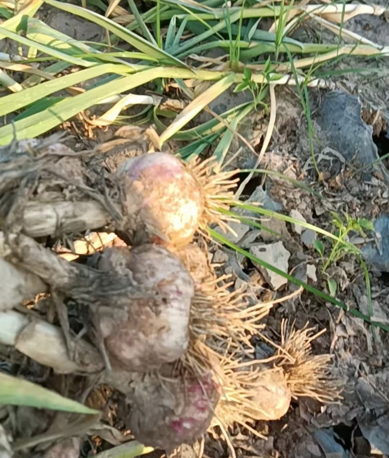 河南红皮大蒜鲜蒜对接全国量大从优价格优惠质量好欢迎询价