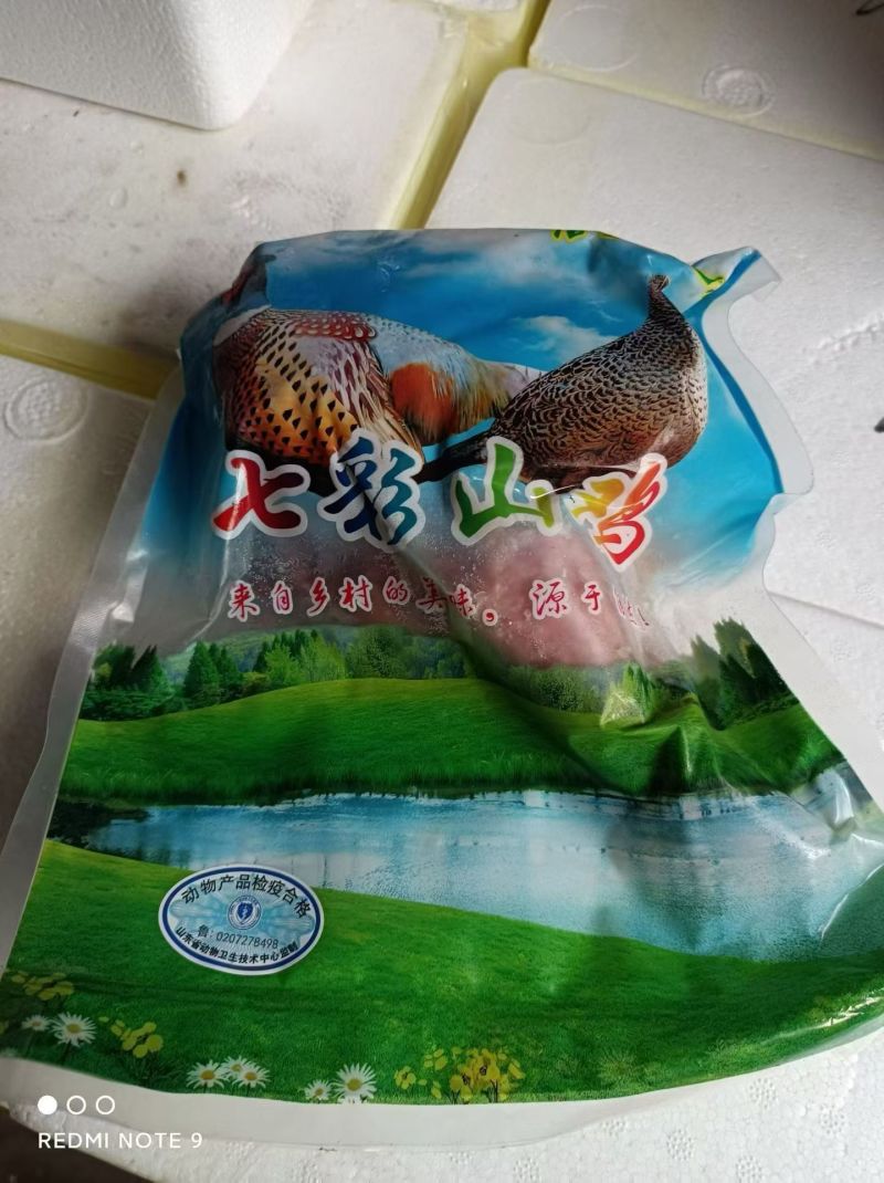 七彩山鸡老母鸡