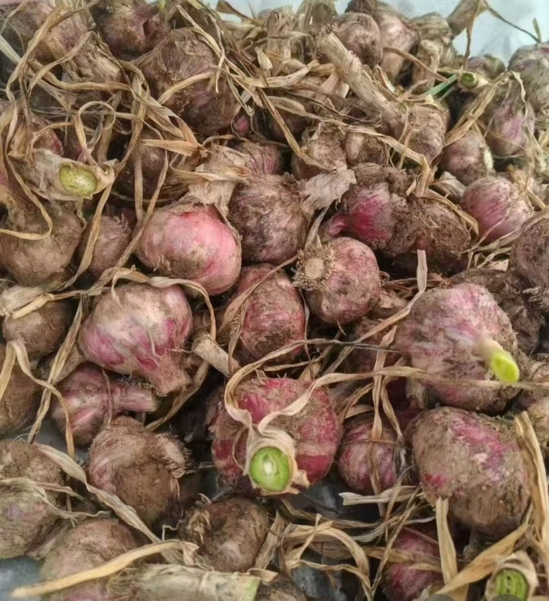 河南红皮大蒜鲜蒜对接全国量大从优价格优惠质量好欢迎询价