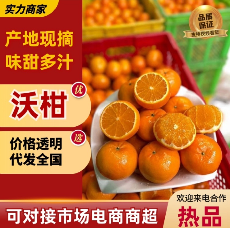 【推荐】纯甜晚熟沃柑现摘现发产地发摘现发质量保证欢迎来电