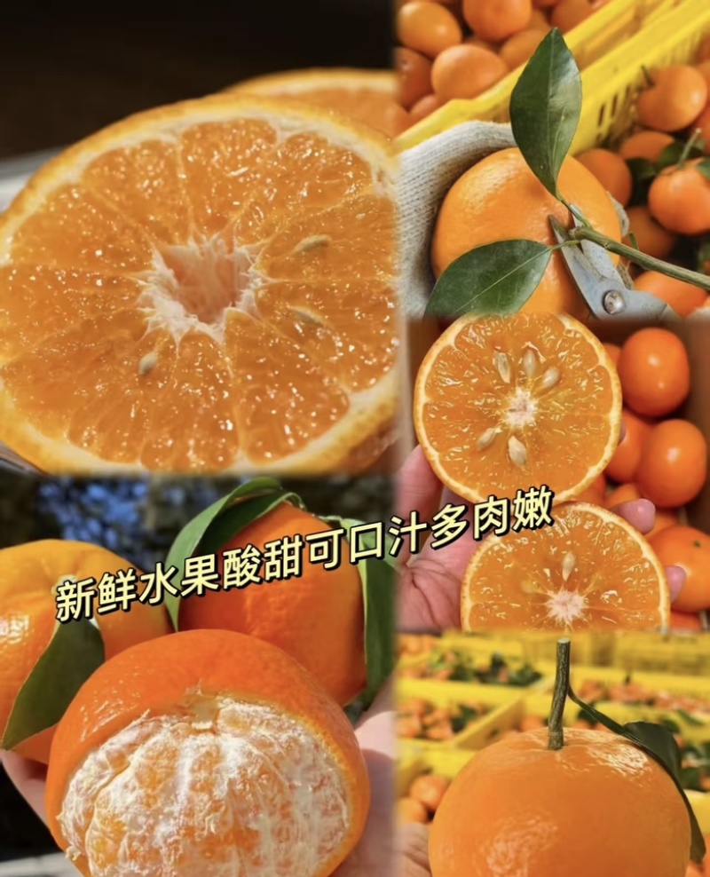 【推荐】纯甜晚熟沃柑现摘现发产地发摘现发质量保证欢迎来电
