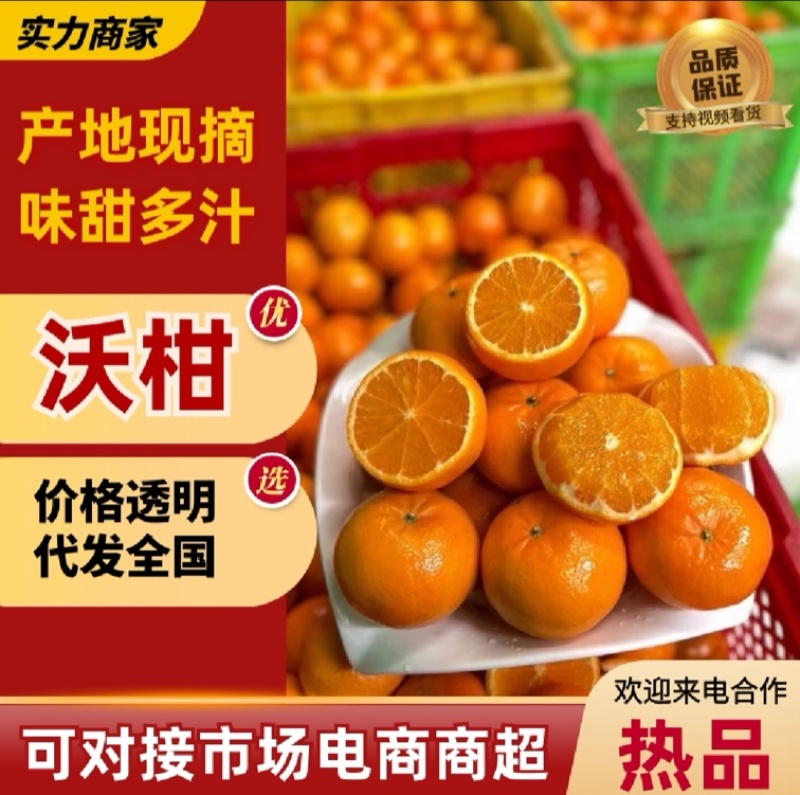 【推荐】纯甜晚熟沃柑现摘现发产地发摘现发质量保证欢迎来电