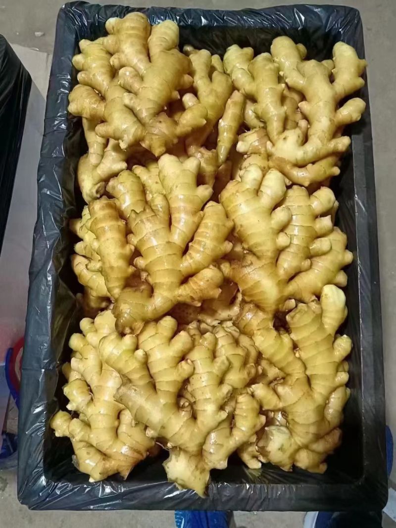 热卖，电商姜巴大量供应，品质有保证，价格不高，欢迎预订