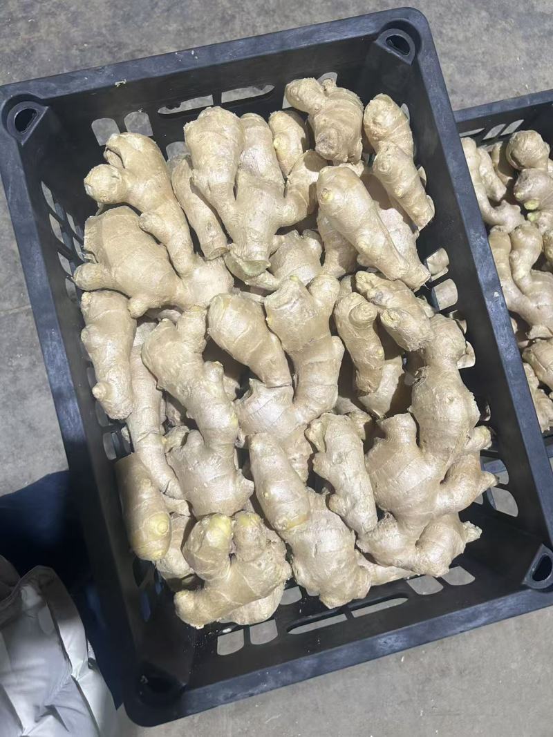 热卖，电商姜巴大量供应，品质有保证，价格不高，欢迎预订