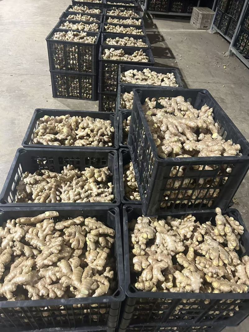 热卖，电商姜巴大量供应，品质有保证，价格不高，欢迎预订