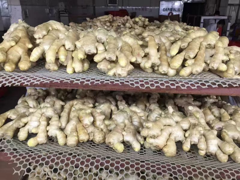 热卖，电商姜巴大量供应，品质有保证，价格不高，欢迎预订