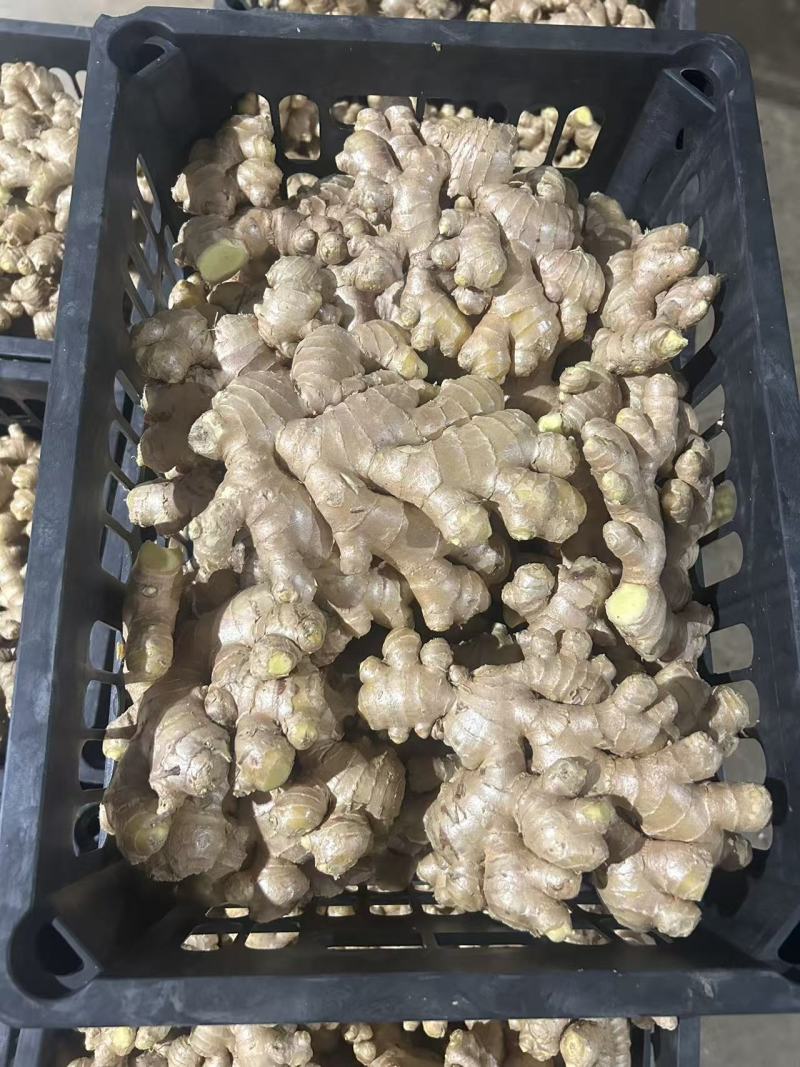 热卖，电商姜巴大量供应，品质有保证，价格不高，欢迎预订