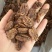 碧根果仁奶香味现货