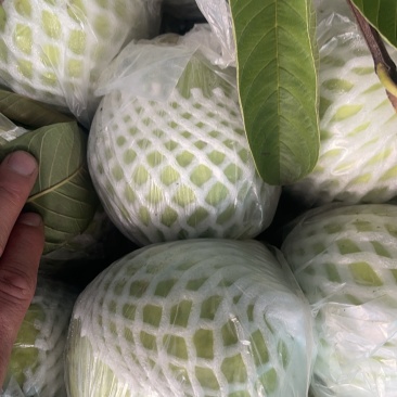 珍珠白心芭乐