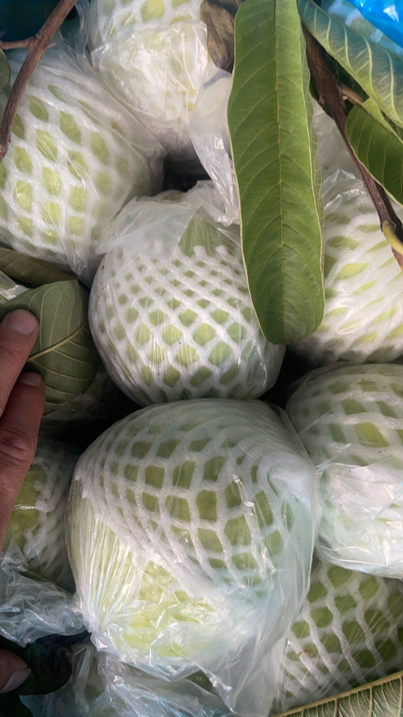 珍珠白心芭乐