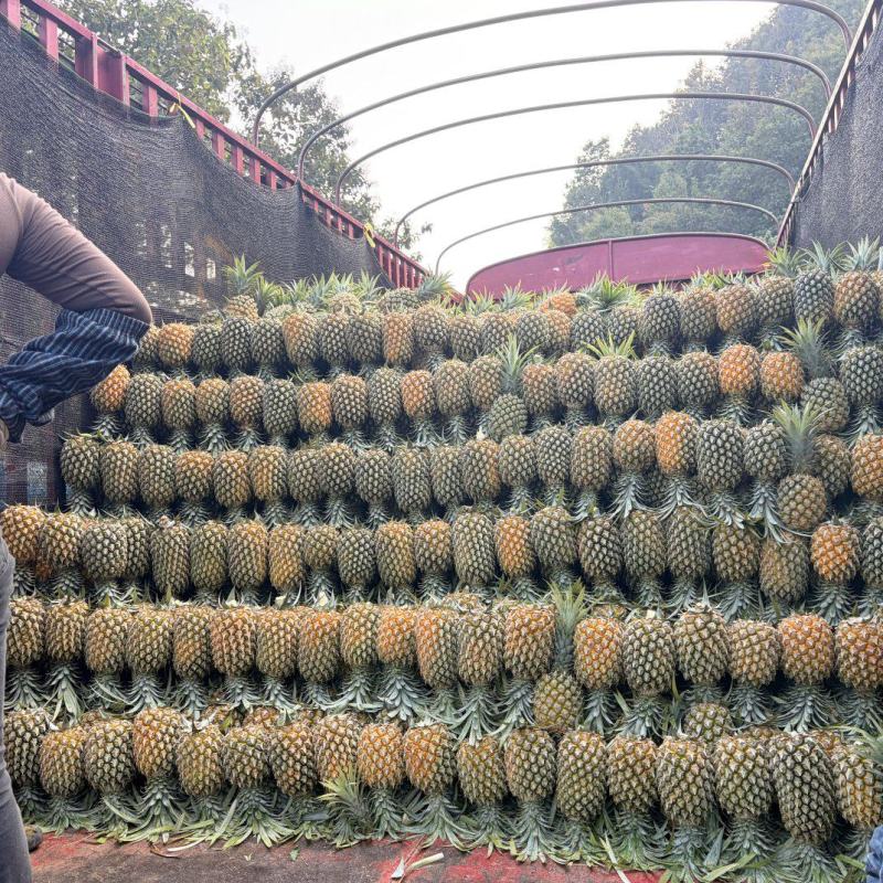 凤梨云南菠萝产地直发保质保量对接全国商超市场等