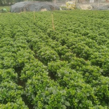 绿化大叶栀子花盆栽质量保证量大从优欢迎咨询