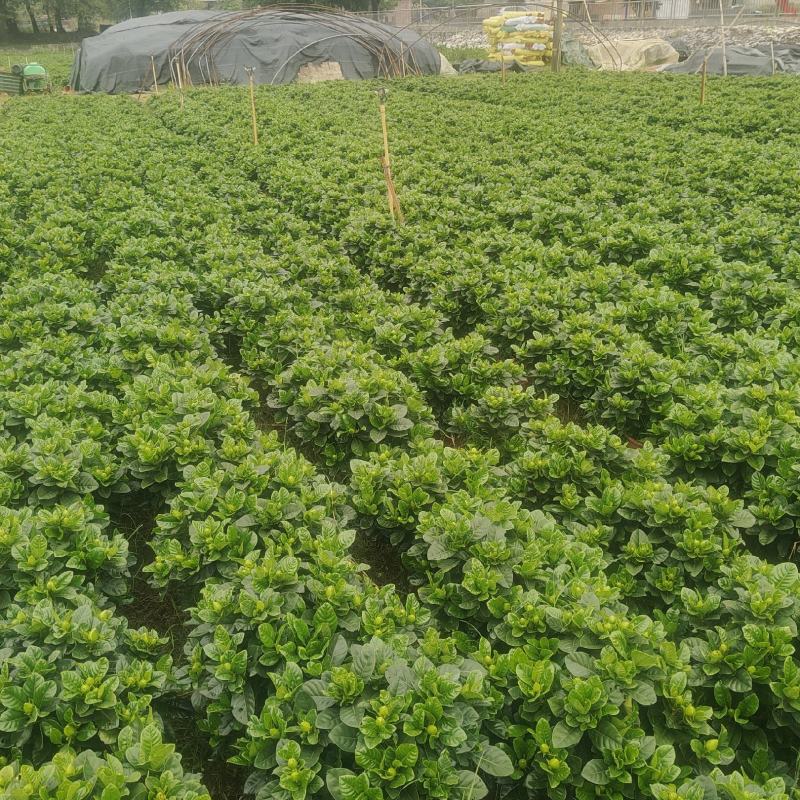 绿化大叶栀子花盆栽质量保证量大从优欢迎咨询