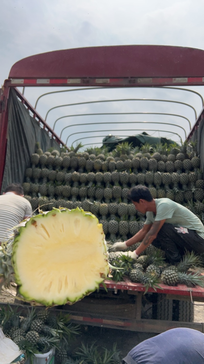 凤梨云南菠萝产地直发保质保量对接全国商超市场等