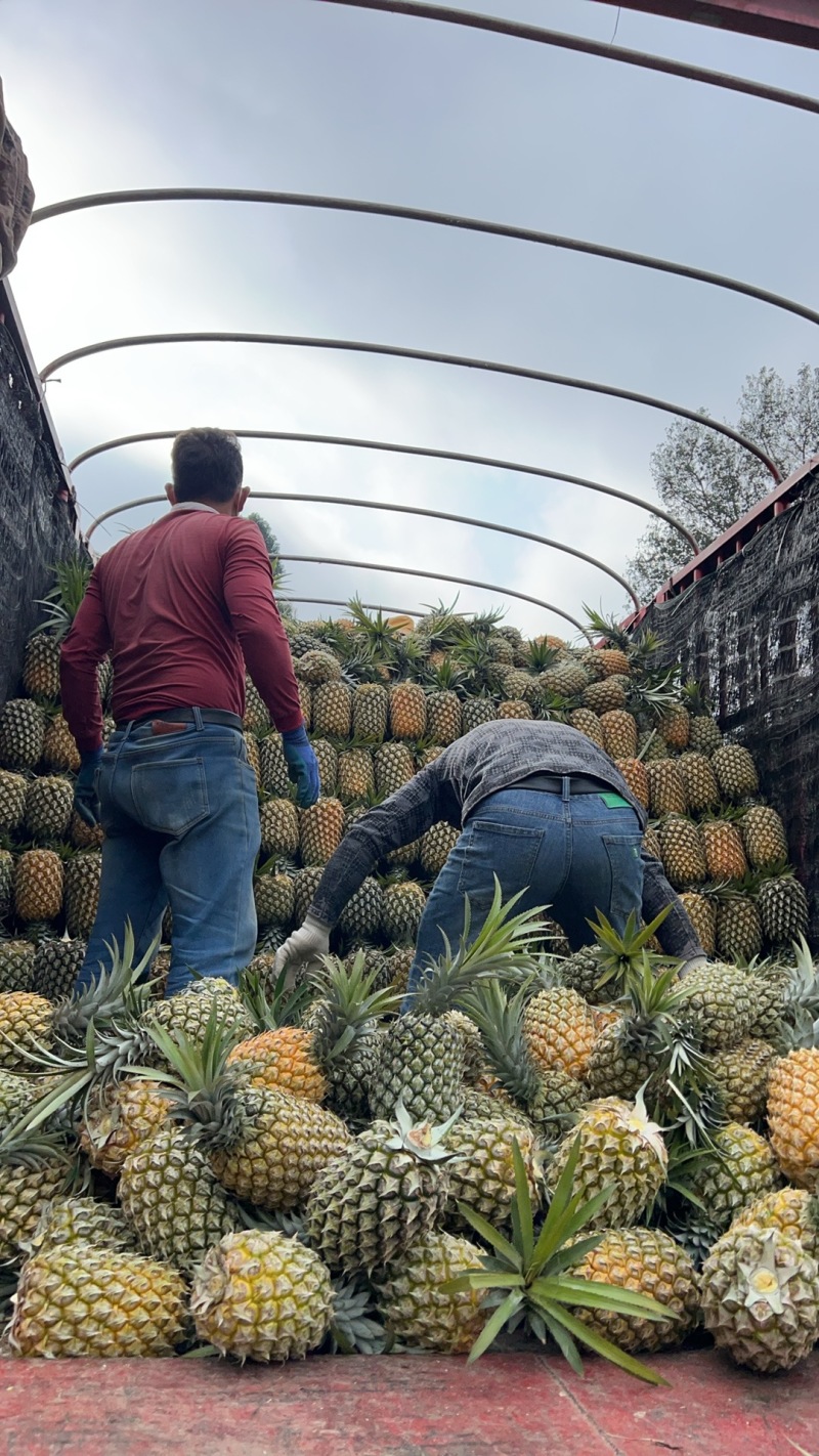 凤梨云南菠萝产地直发保质保量对接全国商超市场等