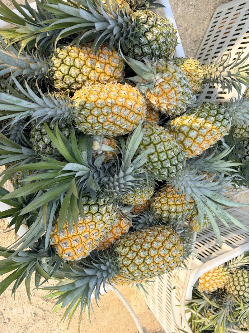 凤梨云南菠萝产地直发保质保量对接全国商超市场等
