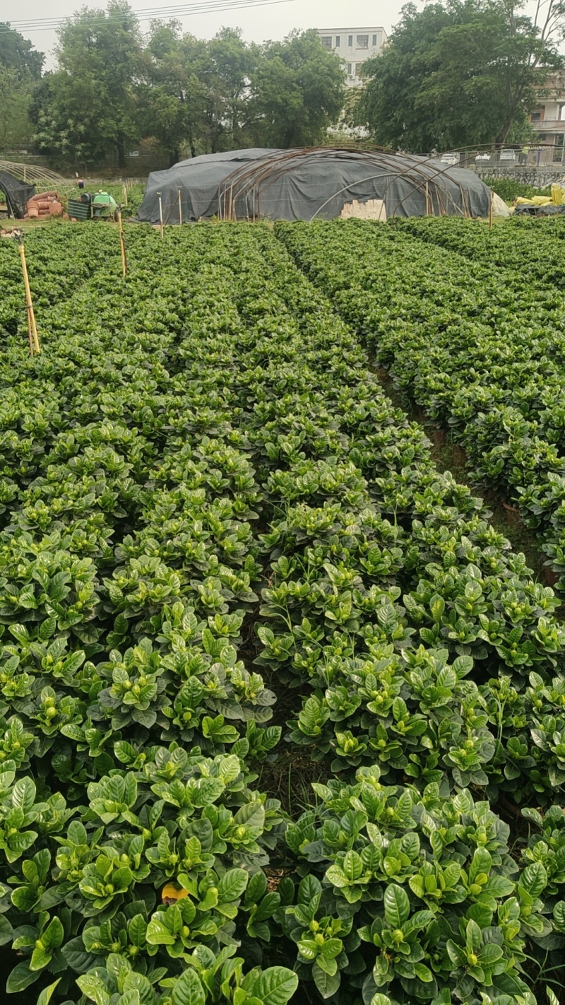 绿化大叶栀子花盆栽质量保证量大从优欢迎咨询