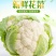 山东精品有机散花菜花松花菜基地大量供应量大从优基地直发货