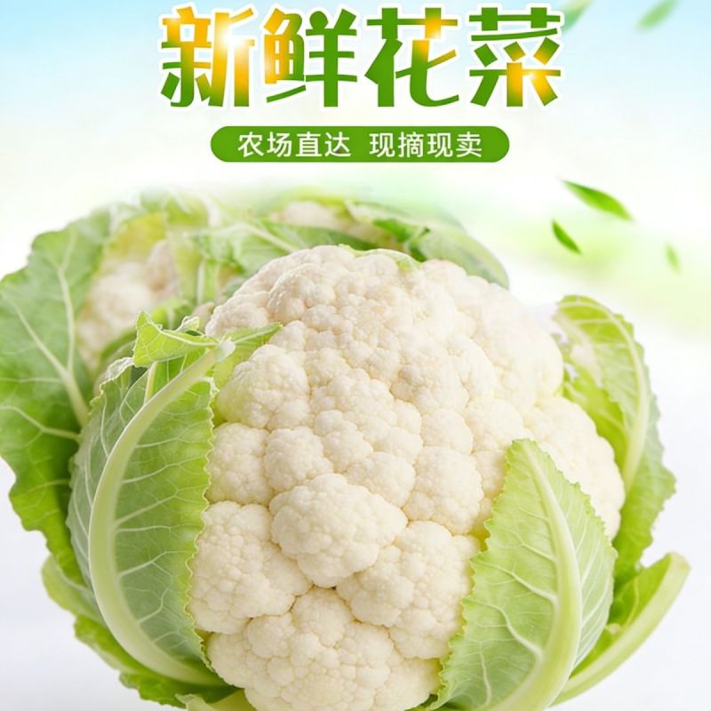 山东精品有机散花菜花松花菜基地大量供应量大从优基地直发货