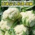 山东精品有机散花菜花松花菜基地大量供应量大从优基地直发货