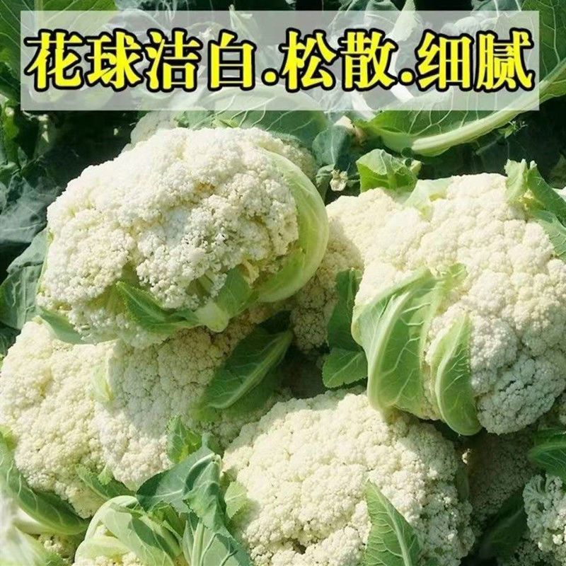 山东精品有机散花菜花松花菜基地大量供应量大从优基地直发货