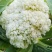 山东精品有机散花菜花松花菜基地大量供应量大从优基地直发货