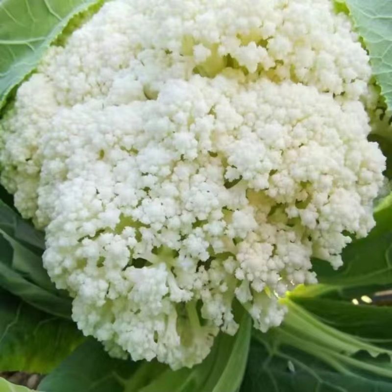 山东精品有机散花菜花松花菜基地大量供应量大从优基地直发货