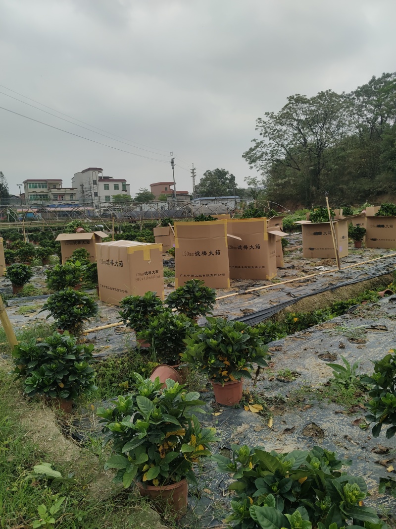 绿化大叶栀子花盆栽质量保证量大从优欢迎咨询