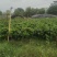 绿化大叶栀子花盆栽质量保证量大从优欢迎咨询
