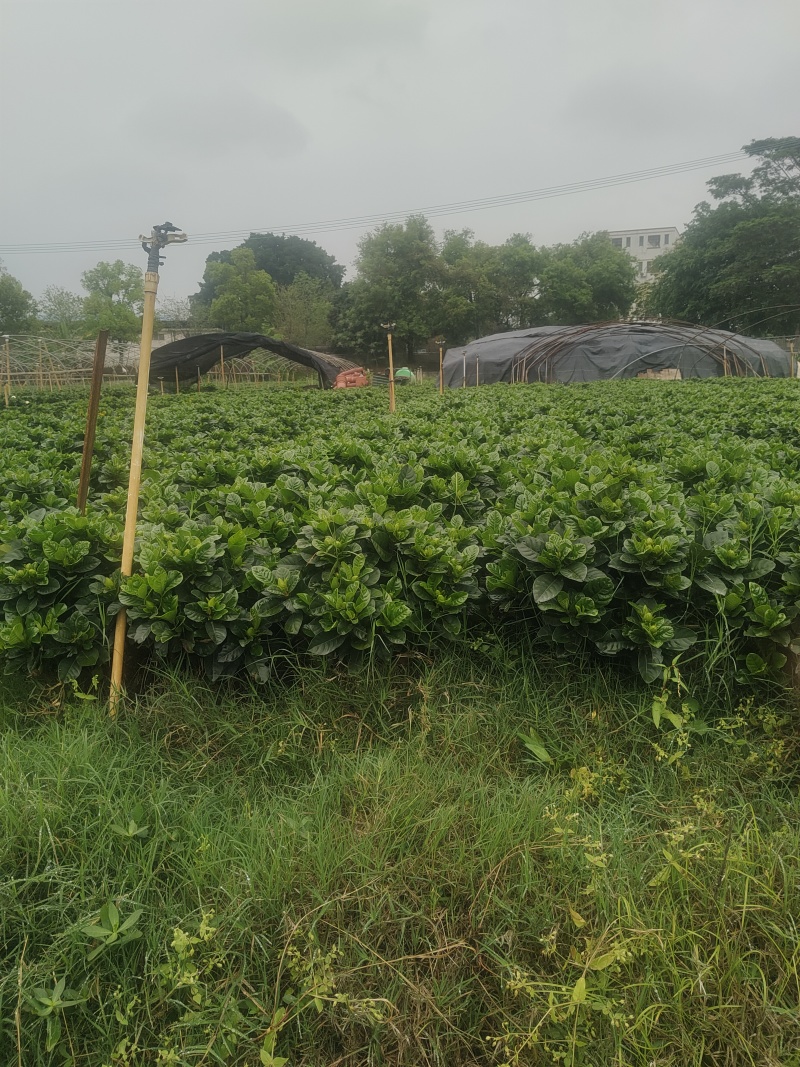 绿化大叶栀子花盆栽质量保证量大从优欢迎咨询