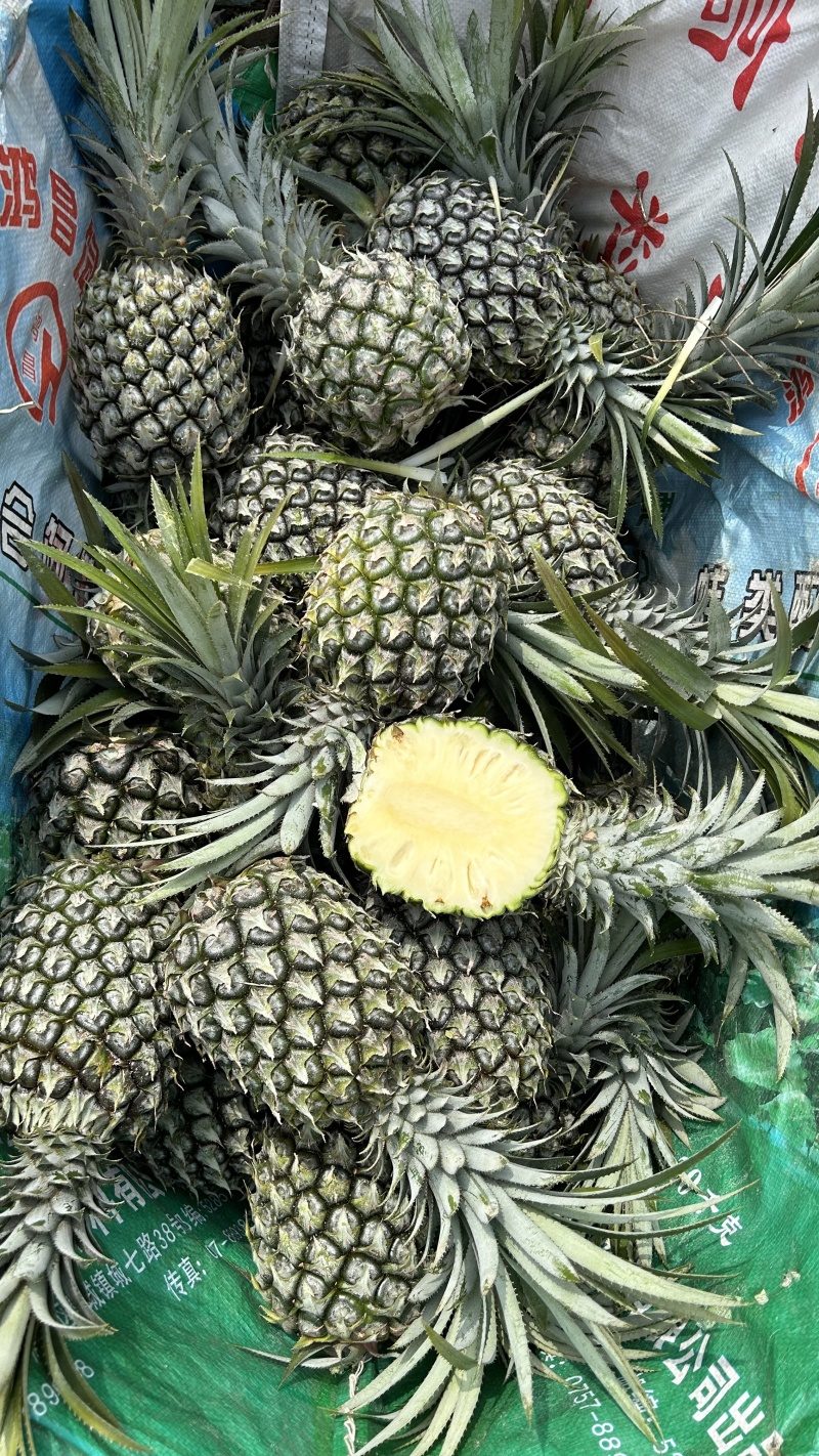 凤梨云南菠萝产地直发保质保量对接全国商超市场等