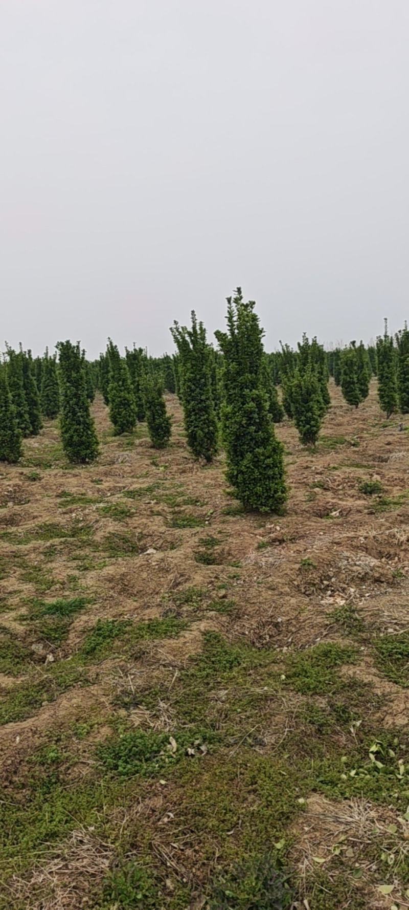 大叶黄杨柱子，自家货源，产地直销，质量保证。成活率高！