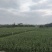300亩玉米产地直供