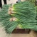 河南小香葱小葱分葱