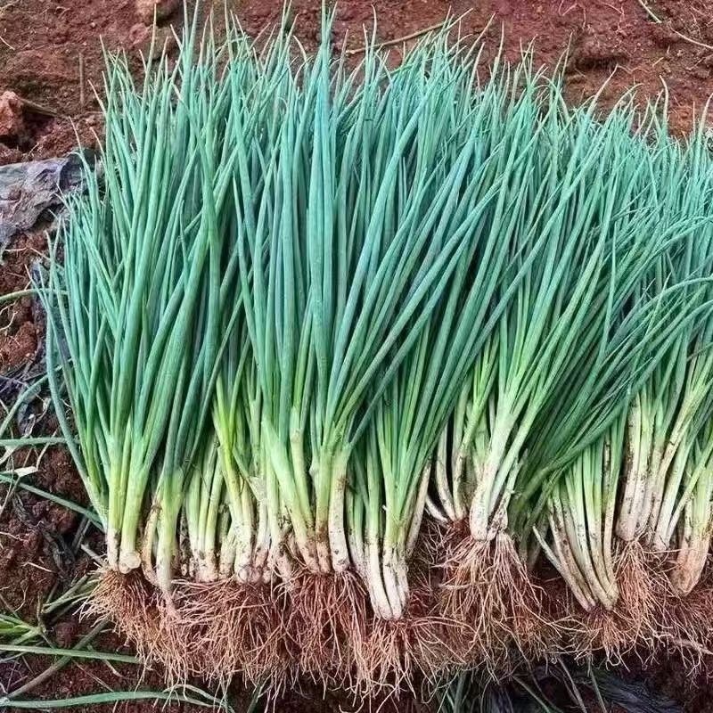 河南小香葱小葱分葱
