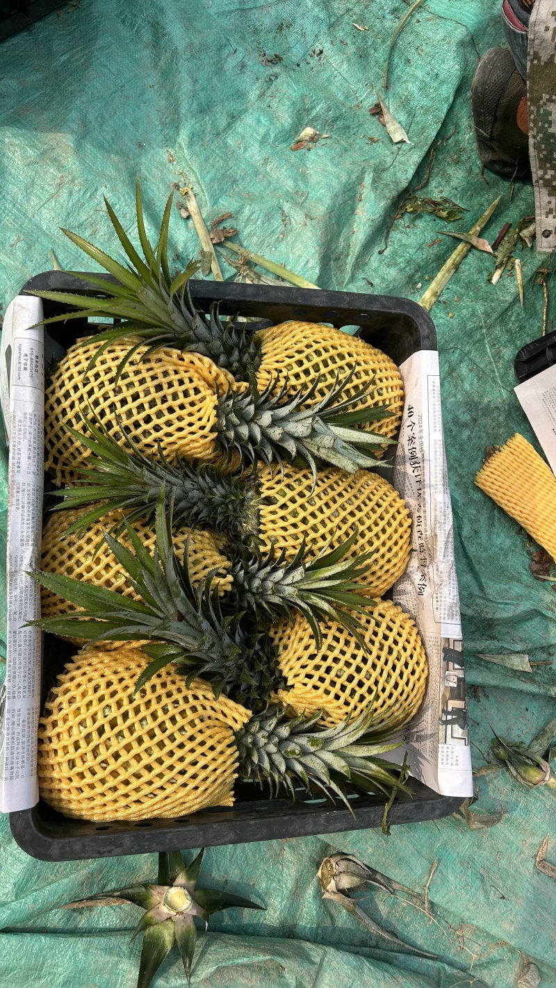 菠萝云南精品菠萝产地一手货源保质保量对接全国市场