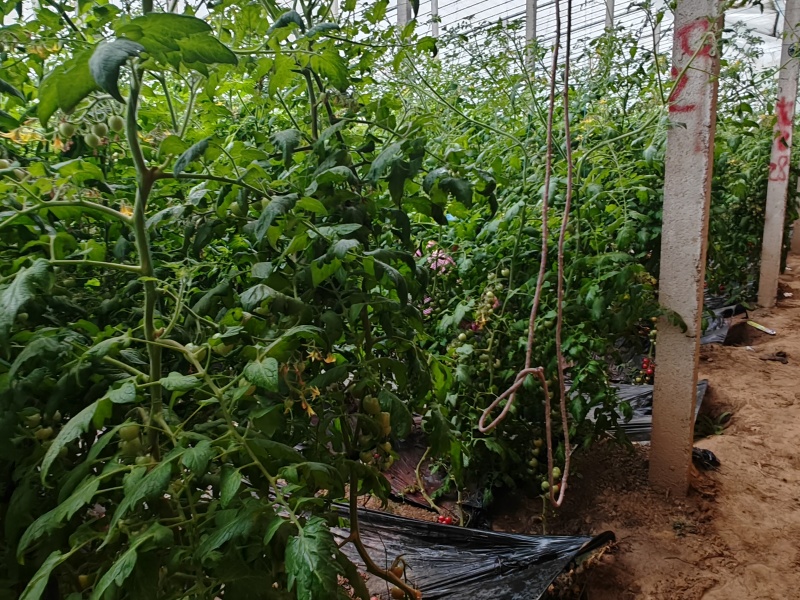 急出青田柿子，靓贝，贝贝圣女果，每天几千斤左右，价格可谈
