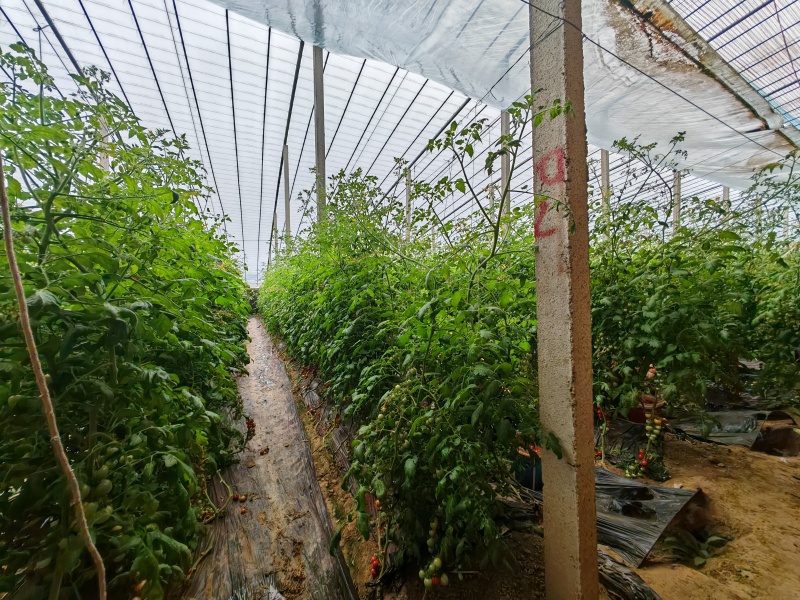 急出青田柿子，靓贝，贝贝圣女果，每天几千斤左右，价格可谈
