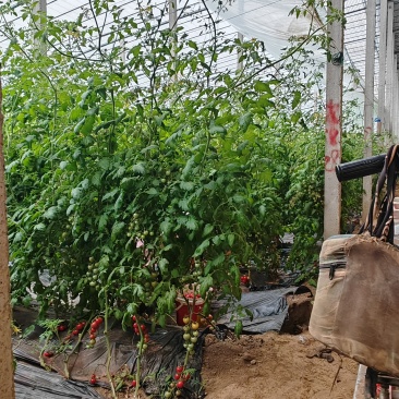 急出青田柿子，靓贝，贝贝圣女果，每天几千斤左右，价格可谈