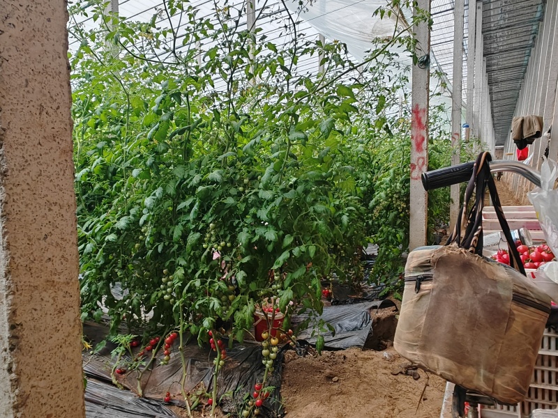 急出青田柿子，靓贝，贝贝圣女果，每天几千斤左右，价格可谈
