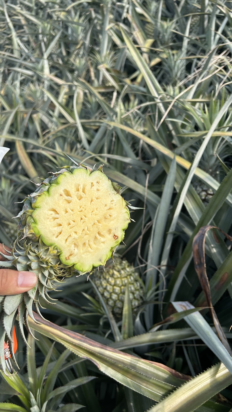 菠萝云南精品菠萝产地一手货源保质保量对接全国市场