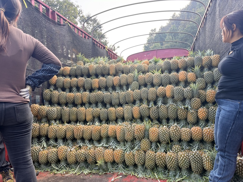 菠萝云南精品菠萝产地一手货源保质保量对接全国市场