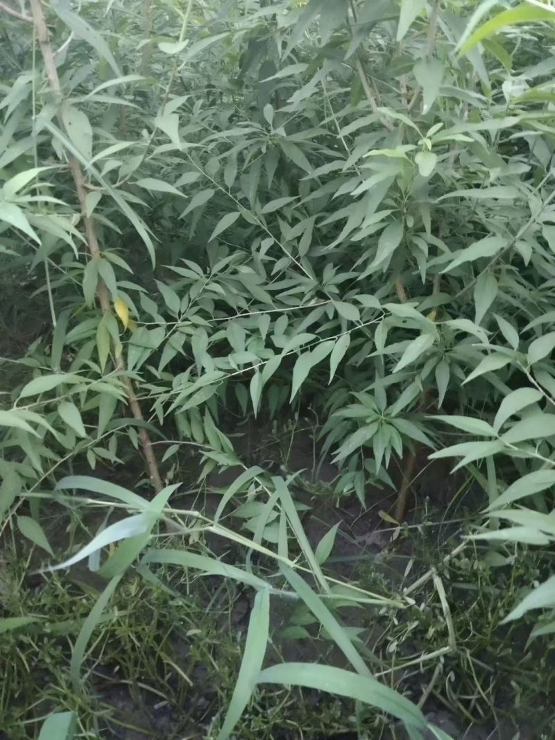 山桃苗