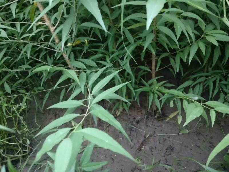 山桃苗