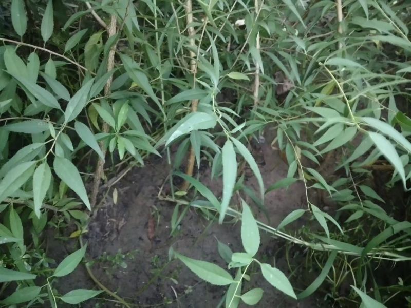 山桃苗