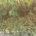 山桃苗