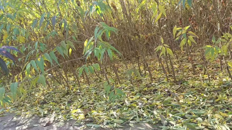 山桃苗