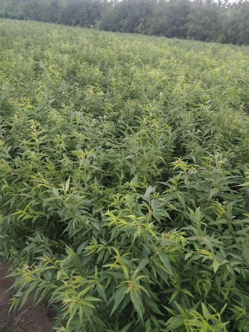 山桃苗