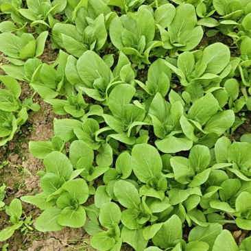 大棚蔬菜。杭白菜。小青菜