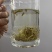 霉茶